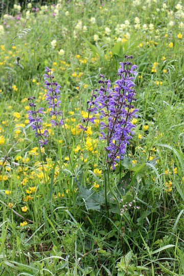 Wiesen-Salbei - Salvia pratensis; bei Karlsruhe-Rappenwörth (G. Franke)