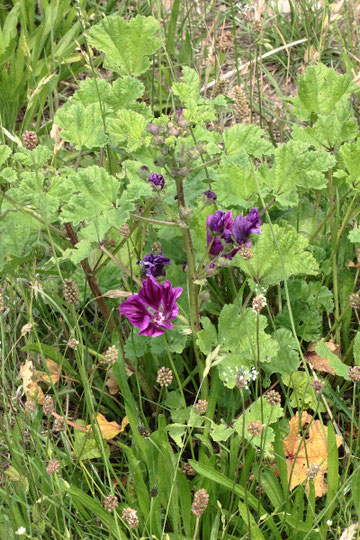Wilde Malve - Malva sylvestris; Wiesenrand bei Karlsbad-Spielberg (G. Franke; 06.07.2022)