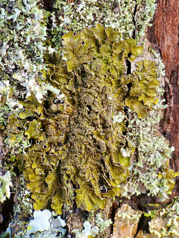 Melanelixia subaurifera in angefeuchtetem Zustand, außen die Blättchen (Loben), weiter innen der Bereich mit isidiösen bis sorediösen Wärzchen. Foto: Liss Hoffmann