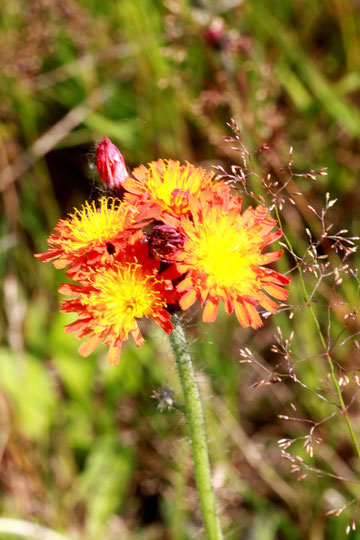 Orangerotes Habichtskraut - Hieracium aurantiacum; Wegrand in Nähe Schliffkopf (G. Franke, 2011)