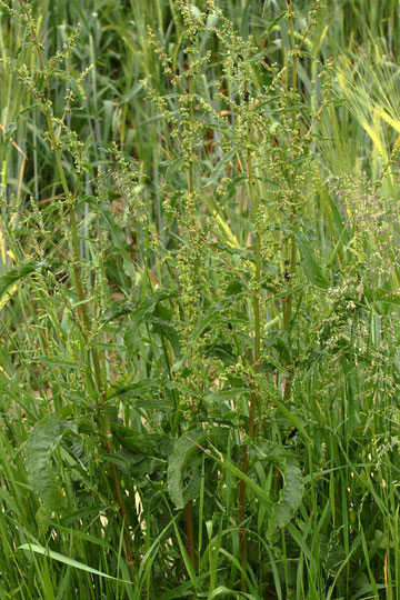 Krauser Ampfer - Rumex crispus; Feldrand bei Karlsbad-Auerbach (G. Franke, 05.06.2021)