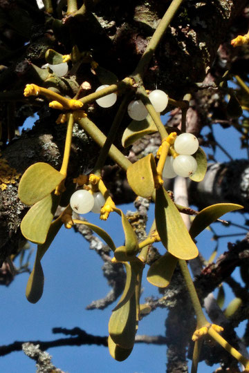 Laubholz-Mistel - Viscum album ssp. album; auf einem Obstbaum bei Karlsbad-Ittersbach (G. Franke)