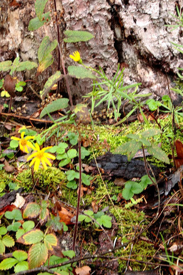 Schmalblättriges Greiskraut - Senecio inaequidens; Nähe Moosbronn/ Mahlberg (G. Franke, 24.10.2017)