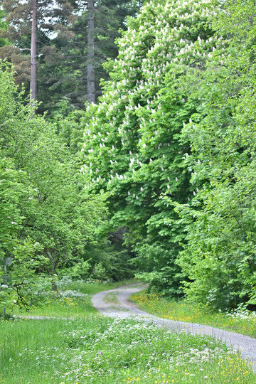 Wechsel der Talseite am Lehmannhof (G. Franke)