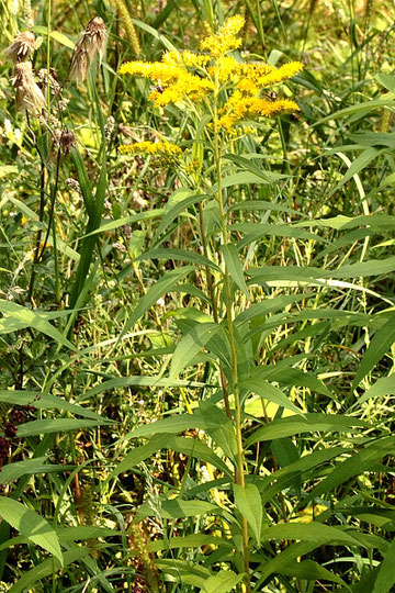 Späte Goldrute - Solidago gigantea; bei Karlsbad-Langensteinbach (G. Franke, 11.09.2021)