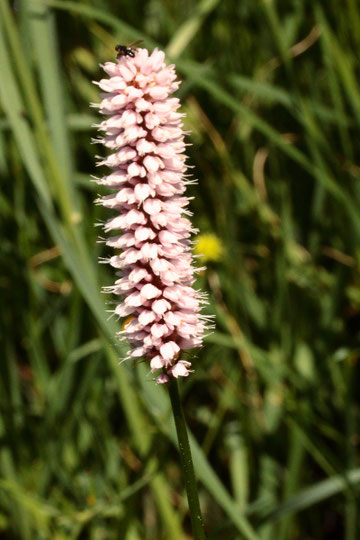 Wiesen-Knöterich (Schlangen-K.) - Bistorta officinalis; bei Karlsbad-Spielberg (G. Franke, 15.05.2022)