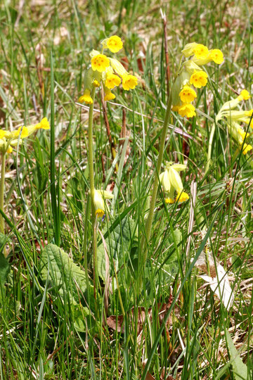 Wiesen-Schlüsselblume - Primula veris, bei Dietlingen (G. Franke, 03.04.2011)