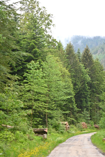 Bad Herrenalb: zwischen Ski-Heim und Zieflesberg (G. Franke, 28.05.2024)