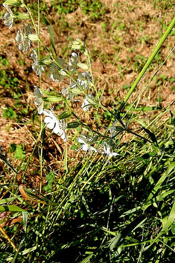 Gabel-Leimkraut - Silene dichotoma; Waldwegrand (Wildacker) zwischen Karlsbad-Spielberg und Karlsbad-Ittersbach (G. Franke, 24.06.2023)