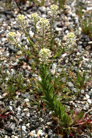 Feld-Kresse - Lepidium campestre; an Bahnübergang bei Karlsbad-Ittersbach (G. Franke, Mai 2019)