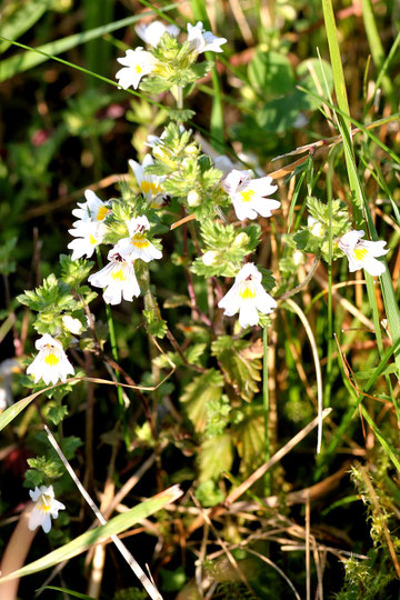 Gewöhnlicher Augentrost - Euphrasia rotkoviana; Magerwiese bei Karlsbad-Ittersbach (G. Franke, 26.08.2009)