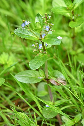 Bach-Ehrenpreis - Veronica beccabunga; Waldweggraben zwischen Waldbronn-Etzenrot und W.-Reichenbach (G. Franke, 24.05.2024)