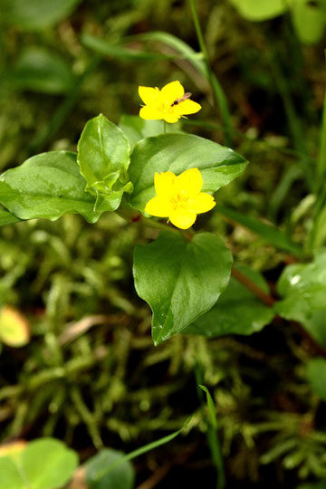 Hain-Gelbweiderich - Lysimachia nemorum (G. Franke)