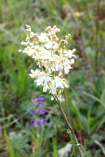 Kleines Mädesüß (Knolliges Mädesüß) - Filipendula vulgaris; Kalkmagerrasen bei Ersingen (G. Franke, 15.05.2011)