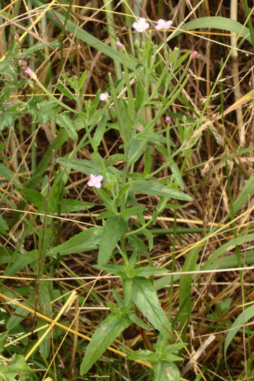 Vierkantiges Weidenröschen - Epilobium tetragonum; bei Karlsbad-Langensteinbach (G. Franke, 29.06.2021)
