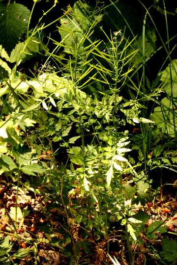Spring-Schaumkraut - Cardamine impatiens; Waldwegrand (G. Franke)