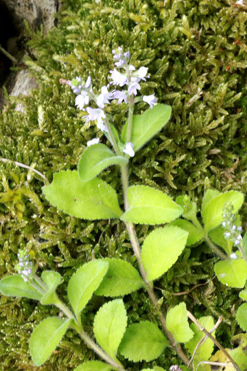 Echter Ehrenpreis - Veronica officinalis; Waldwegrand bei Dietenhausen (G. Franke, 2015)