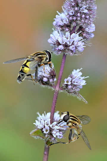Große Sumpfschwebfliege - Helophilus trivittatus; auf Minzeblüten bei Karlsbad-Spielberg (G. Franke, 23.07.2024)