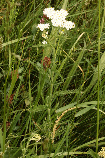 Gewöhnliche Schafgarbe - Achillea millefolium, bei Karlsbad-Spielberg (G. Franke, 22.05.2022)