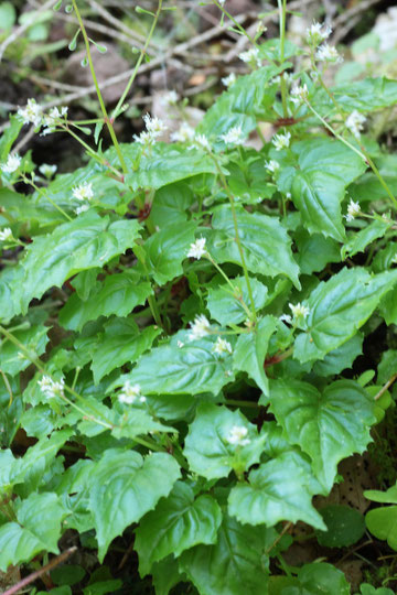Alpen-Hexenkraut - Circea alpina; Eyachtal (G. Franke, 2016)