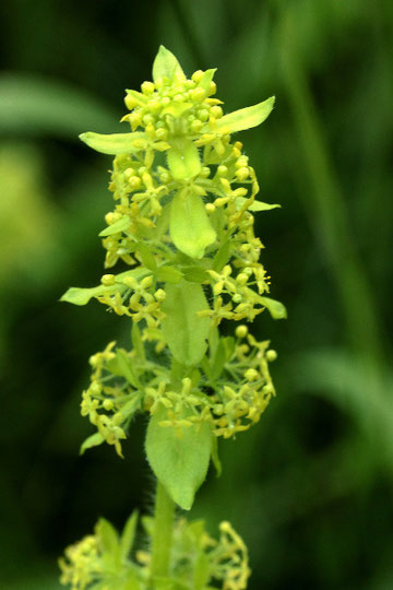 Gewimpertes Kreuz-Labkraut - Cruciata laevipes; bei Agenbach (G. Franke, 10.06.2018)