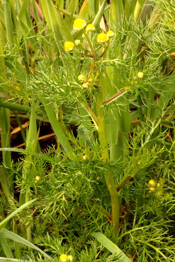 Strahllose Kamille - Matricaria discoidea; Ackerrand bei Karlsbad-Auerbach (G. Franke, 08.05.2021)