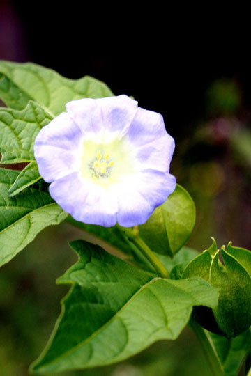 Giftbeere - Nicandra physalodes; Waldschneise zwischen Karlsbad-Ittersbach und Marxzell-Pfaffenrot (G. Franke)