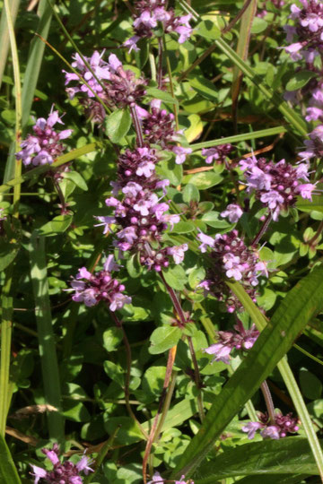 Gemeiner Thymian - Thymus pulegioides; bei Bad Herrenalb (G. Franke, 17.07.2018)