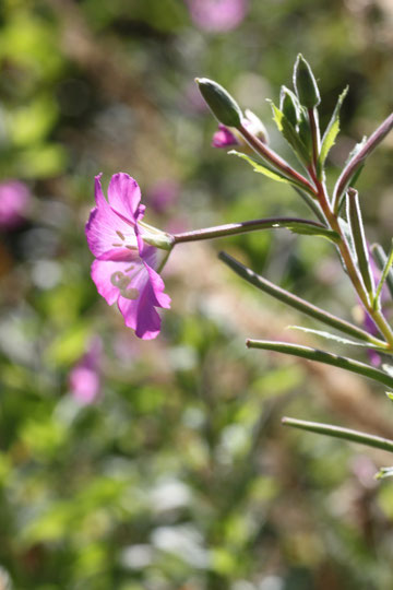 Zottiges Weidenröschen - Epilobium hirsutum (G. Franke)
