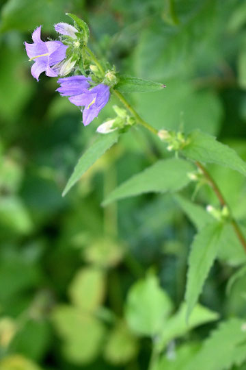 Nesselblättrige Glockenblume - Campanula trachelium; Wegrand bei Karlsbad-Spielberg (G. Franke, 09.07.2024)