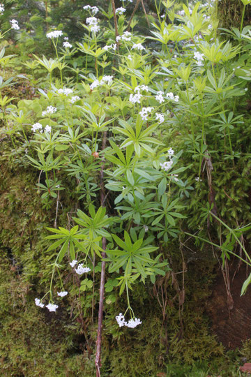Waldmeister - Galium odoratum; Waldwegrand bei Dennach (G. Franke, 09.06.2013)