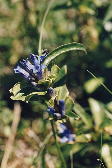 Kreuz-Enzian - Gentiana cruciata; bei Ersingen (G. Franke, 11.06.2006)