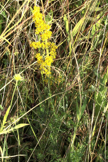 Echtes Labkraut - Galium verum; bei Straubenhardt-Pfinzweiler (G. Franke)