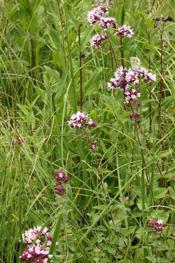 Gewöhnlicher Dost - Origanum vulgare (G. Franke)