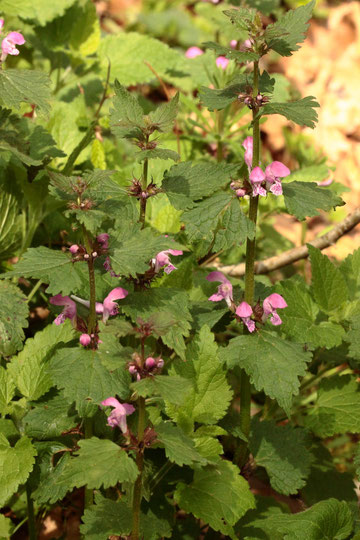 Gefleckte Taubnessel - Lamium maculatum; bei Karlsbad (G. Franke)