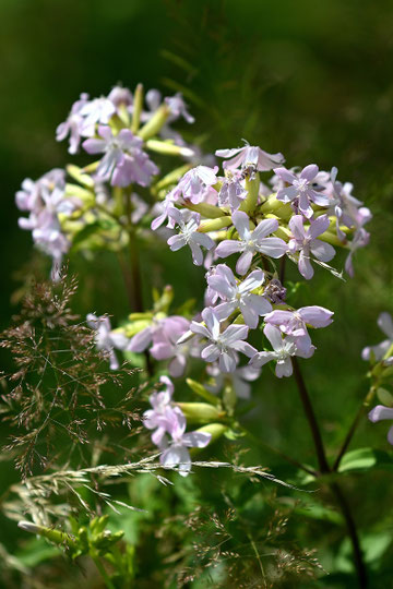 Gewöhnliches Seifenkraut - Saponaria officinalis (G. Franke, 14.07.2024, Spielberg)