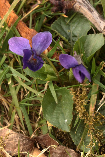 Wohlriechendes Veilchen (März-V.) - Viola odorata; im Albtal (G. Franke, 12.03.2019)