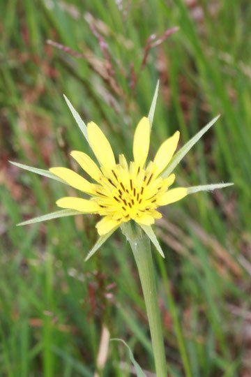 Wiesen-Bocksbart - Tragopogon pratensis ssp. minor; Nordschwarzwald - Nähe Bernstein (G. Franke, 2011)
