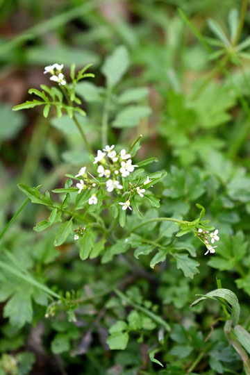 Wald-Schaumkraut - Cardamine flexuosa; Waldwegrand südlich von Karlsbad-Spielberg (G. Franke, 26.03.2024)