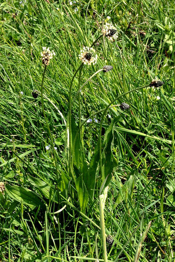 Spitz-Wegerich - Plantago lanceolata; Wiese bei Karlsbad-Spielberg (G. Franke, 03.05.2022)