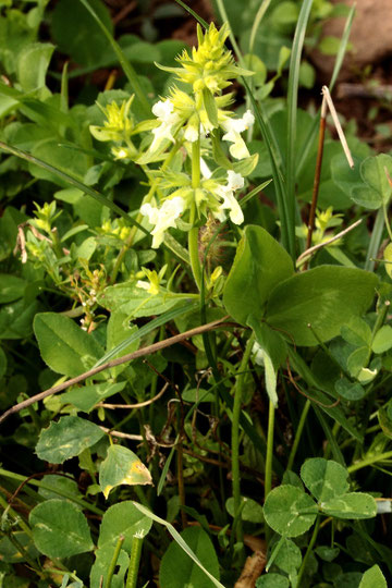 Aufrechter Ziest - Stachys recta; zwischen Weiler und Ottenhausen - Wiesenweg an Feld (G. Franke, 27.09.2017)