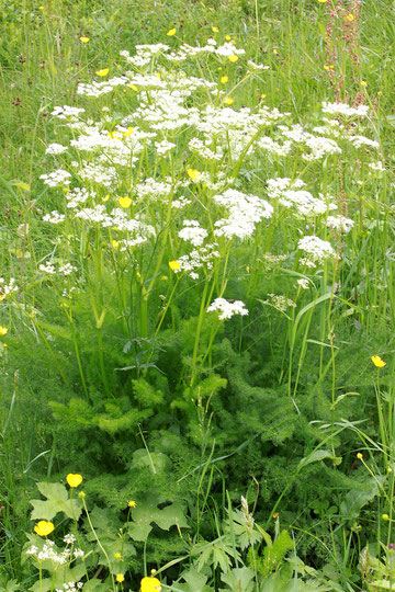 Gewöhnliche Bärwurz - Meum athamanticum; Nordschwarzwald - am Hundseck (G. Franke, 02.06.2010)