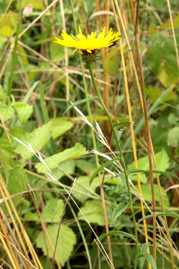 Weiden-Alant - Inula salicina; bei Au a.R. (G. Franke, 24.07.2016)