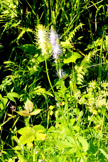 Ährige Teufelskralle - Phyteuma spicatum; im Eyachtal (G. Franke, 09.06.2014)