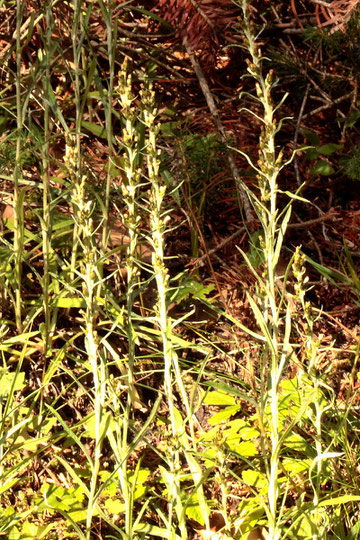 Wald-Ruhrkraut - Gnaphalium sylvaticum; Nordschwarzwald - Nähe Teufelsmühle (G. Franke, 16.08.2019)