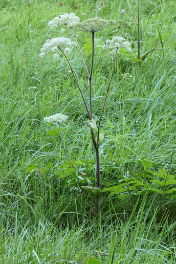 Gewöhnliche Engelwurz - Angelica sylvestris; Wiesenrand am Wald bei Karlsbad-Spielberg (G. Franke, 22.07.2017)