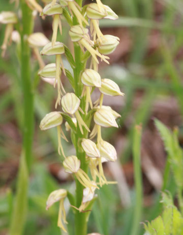 Menschenähnlicher Ohnsporn - Aceras anthropophorum (auch Orchis anthropophorum) - Kalkmagerrasen bei Ersingen (G.Franke, 15.05.2011)