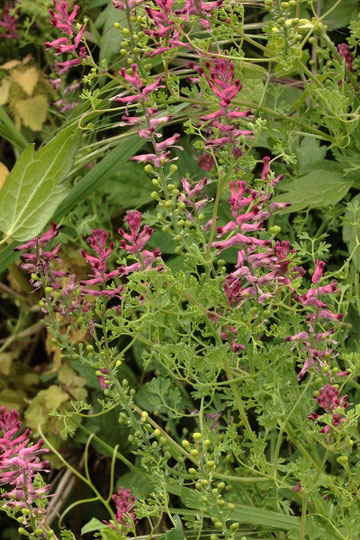 Gewöhnlicher Erdrauch - Fumaria officinalis; am Michaelsberg bei Untergrombach (G. Franke, 02.05.2018)