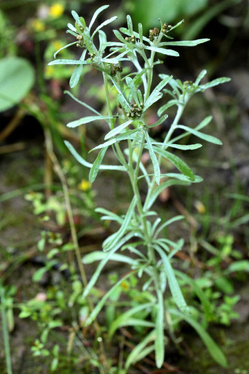 Sumpf-Ruhrkraut - Gnaphalium uliginosum; bei Karlsbad-Ittersbach (G. Franke, 06.08.2017)