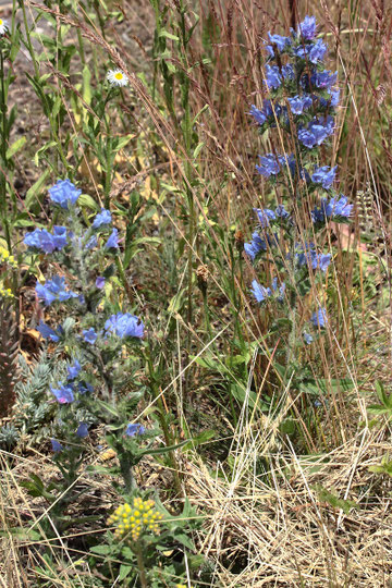 Gemeiner Natternkopf - Echium vulgare; Straßenrand bei Karlsbad-Ittersbach (G. Franke, 17.06.2021)